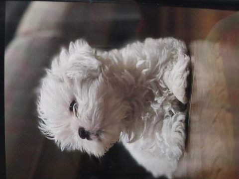 Şitsu 3 Aylık Erkek