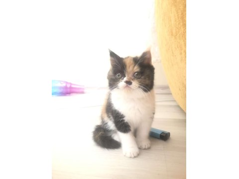 İran Kedisi Yavrularımızın Yeni Ailesi Olmak İster Misin