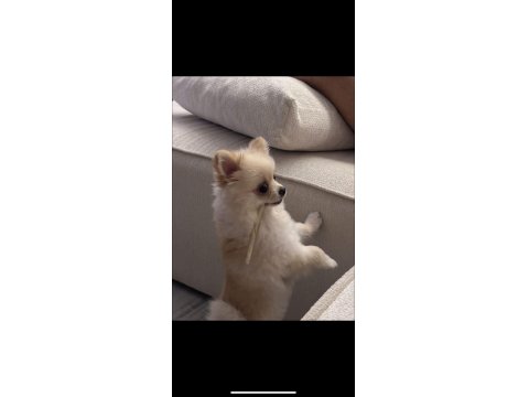 Pomeranian Teddy Bear