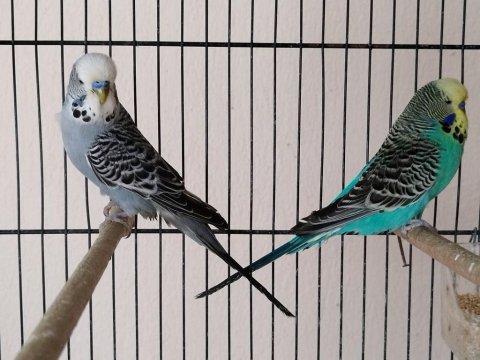 10 Tane Kırma Muhabbet Kuşu