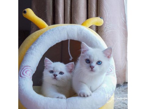 British Shorthair Cinsi Yavruları