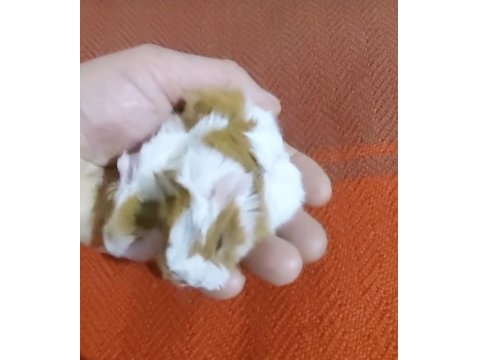 Her Zaman Ginepig Yavrular Bulunur