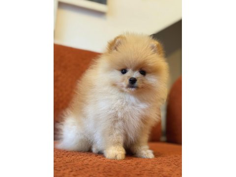 Üst Düzey Ayı Surat Erkek Pomeranian Boo