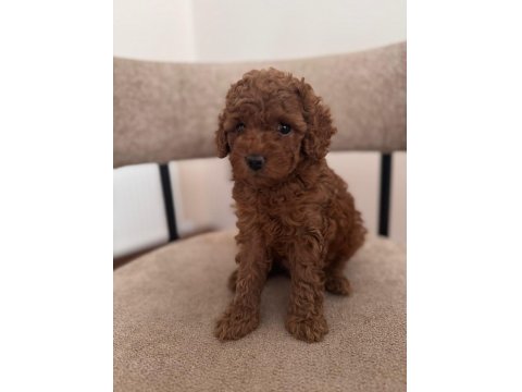 A Kalite Toy Poodle Yeni Ailesini Bekliyor
