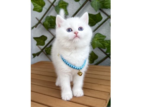 Kar Beyazı Dişi Ve Erkek British Shorthair