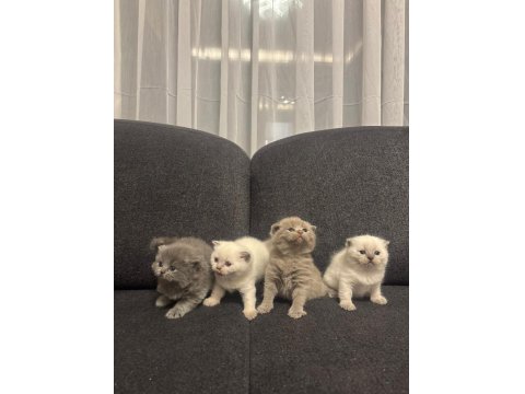 2 British 2 Scottish