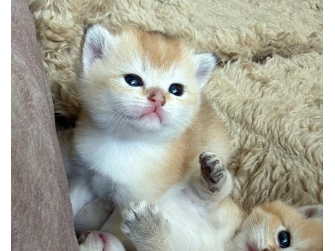 Goldenların Sarısı British