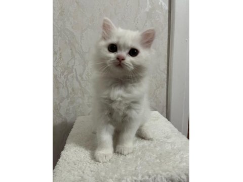 A Kalite Scottish Ve British Yavrular