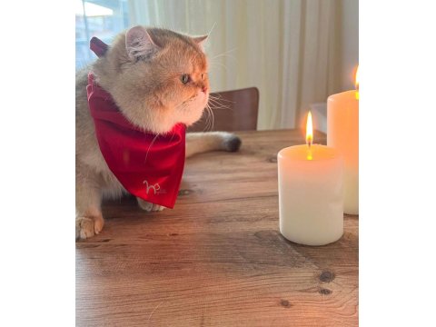 British Shorthair Golden Point