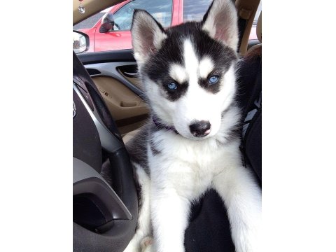 Husky Mavişler Can Yakıyor