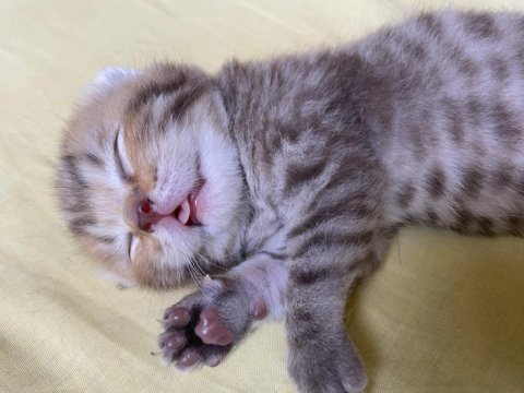 British Yavru Kediler