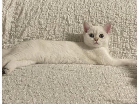 4 Aylık Blue Point British Shorthair