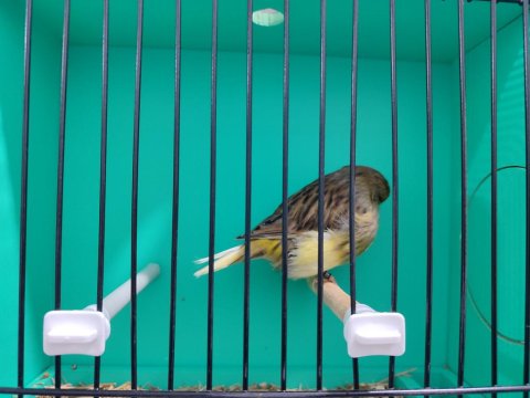 Tek Erkek Gloster Kanaryalar