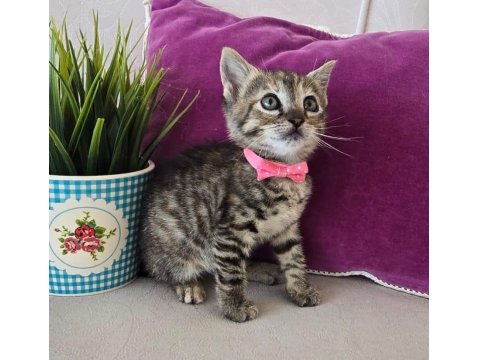 Ücretsiz Olarak Kedimizi Sahiplendirme