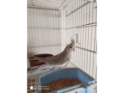 Yeni Yeme Düşmüş Yavru Sultan Papağanları