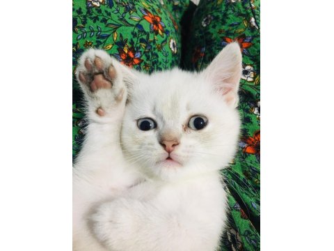 2 Aylık British Yavrumuza Yuva