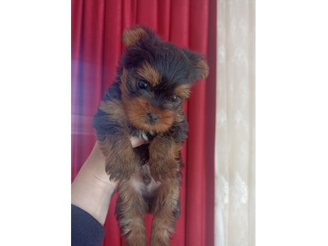 2 Aylık Erkek Yorkshire Bebeğimiz Yeni Sahibini Arıyor