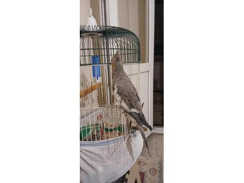 Sultan Papağanı Erkek