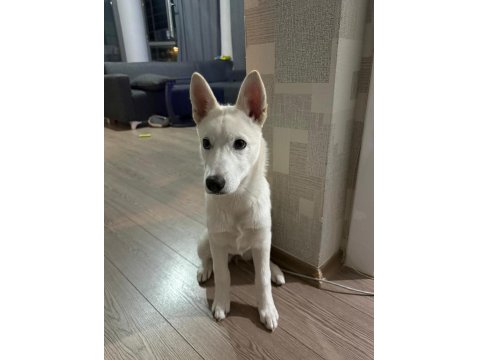 Oyuncu Beyaz Yavru Husky