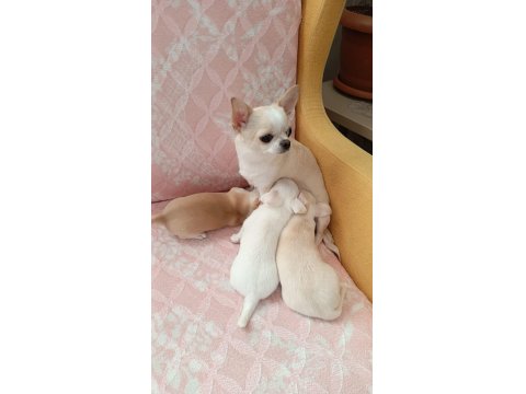 Chihuahua Yavrular 45 Günlük