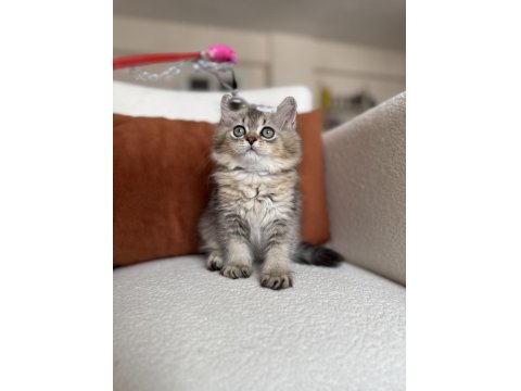 Mükemmel Kalite Golden Ny25 British Longhair