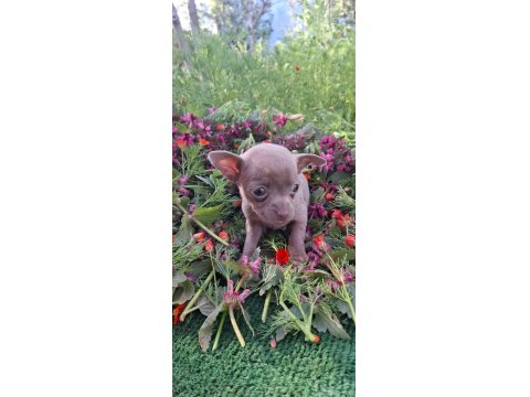 Teacup Dişi Chihuahua Bebekler