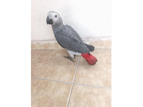 Yavru Jako Papağanı