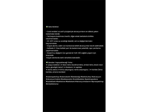 Rengarenk Grand Betta Balıkları Adana