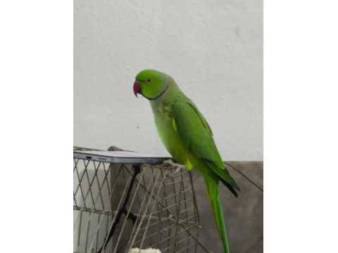 Artist Pakistan Papağanımız Yeni Sahibini Bekliyor