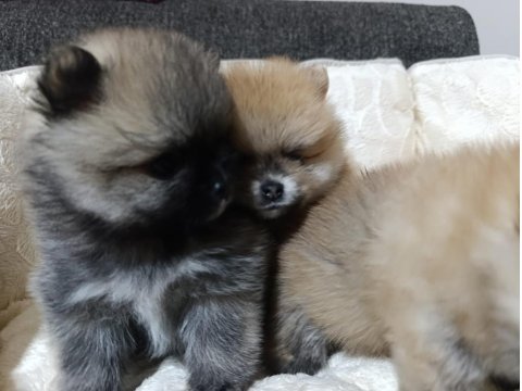 Şampiyon Babadan Erkek Dişi Pomeranian Yavrular