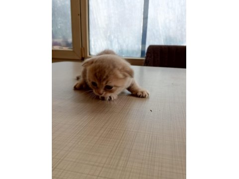 British Shorthair Bebeklerimiz Yeni Ailelerine Hazırlar