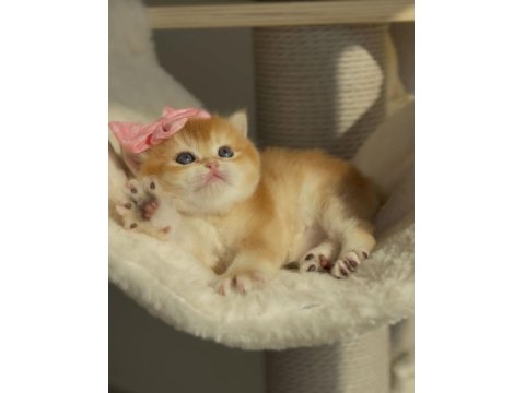 Kedimiz İçin Açıklamayı Tamamen Okumadan Aramayın Lütfen