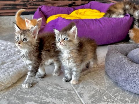 Wcf Şecereli Şampiyon Soylu Sağlık Garantili Maine Coon