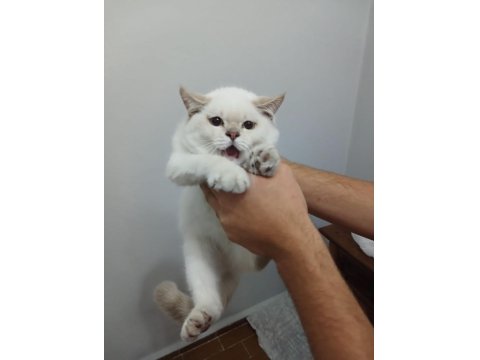 Britsh Shorthair Kedimiz