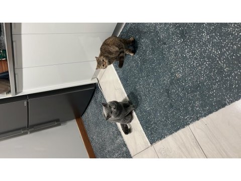 Duman British Shorthair Prenses