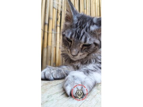 Maine Coon Türk - Mco Cattery