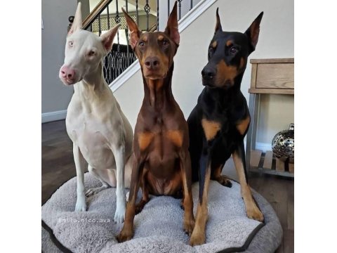 Her Renk Doberman Mevcut