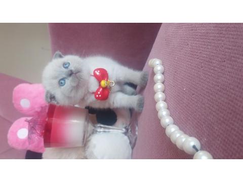 Mükemmel Kan Hattına Sahip Scottish Fold