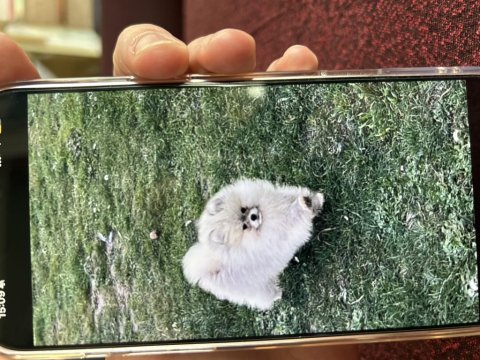 Erkek Beş Aylık Yavru Pomernaian Tüm Aşıları Yapıldı Oyuncu Sevecen