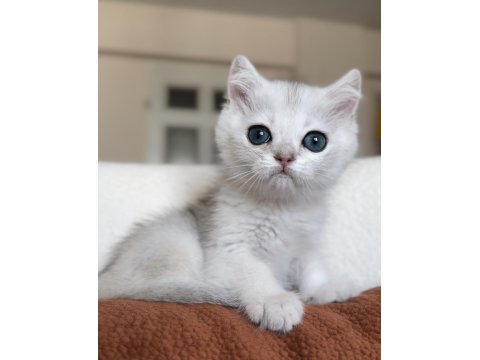 Mükemmel Kalite Silver Kedimiz