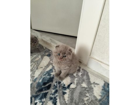 Scottish Fold Lilac Erkek