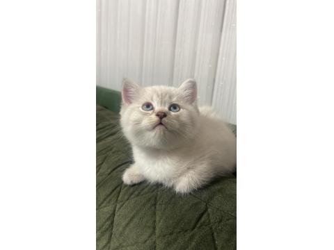 2.5 Aylık Dişi Özel Seri Kedimiz