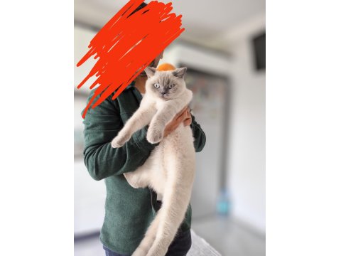 Blue Point Dişi Kedimiz