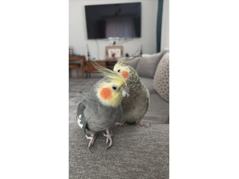 Yavrulu Yumurtalı Sultan Papağanı Takımlar