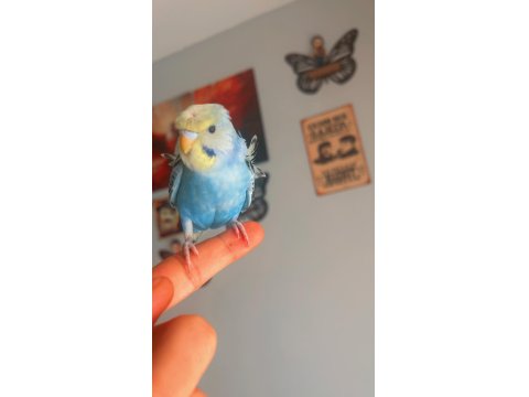 Ful Evcil Japones Yavru Muhabbet Kuşu