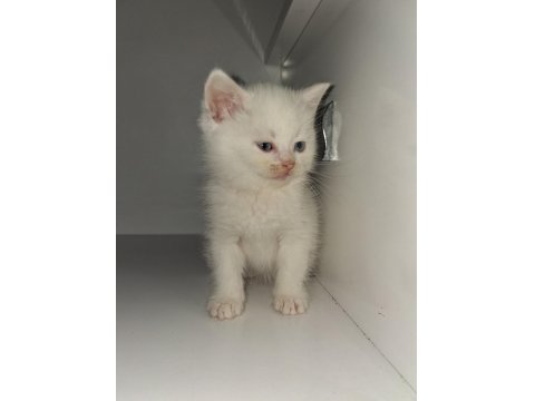 British Shorthair Patiler