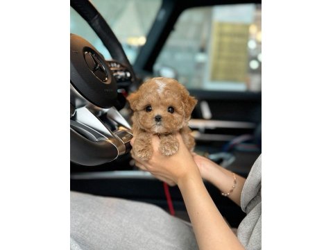 Orjinal Maltipoo Yavruları