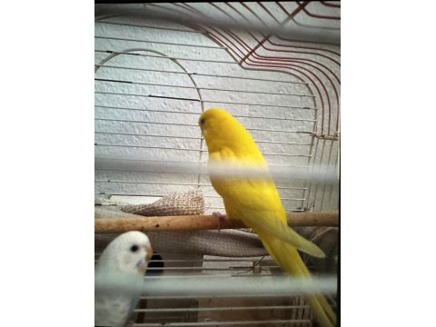 Takım Muhabbet Kuşumuz