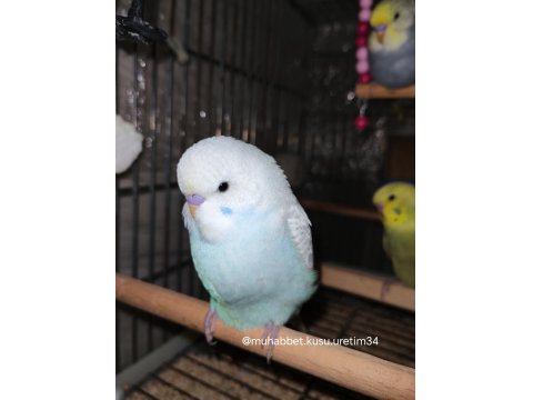 Tüm İstanbul İlçelerine Adrese Teslim Muhabbet Kuşu