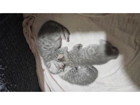 2 British Shorthair 1 Tane Scottish